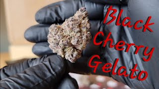 Black Cherry Gelato - California Gold Farm