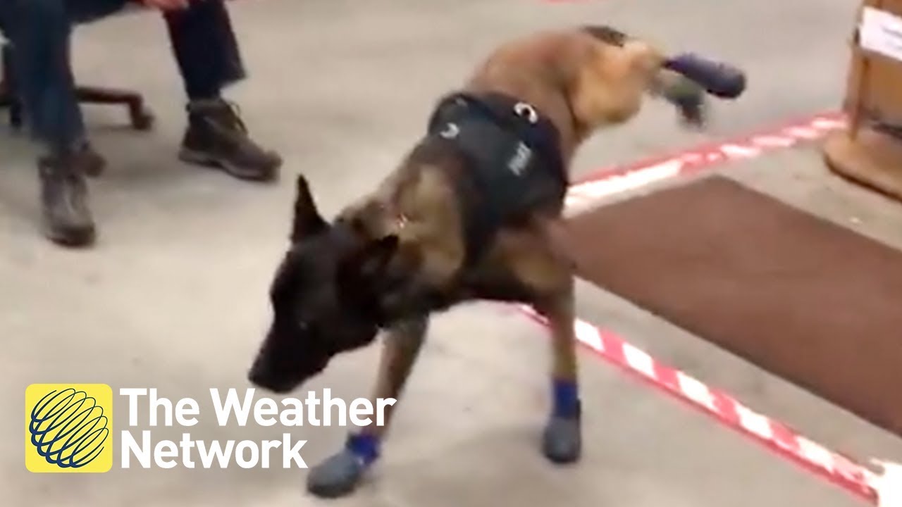 FUNNY: Police dog can't get used to his 