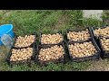Яровізація молодої картоплі #1(Ярік Мазур)