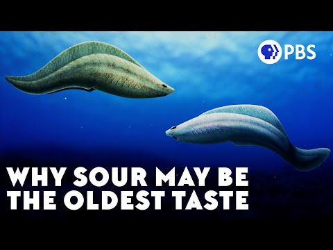 Why Sour May Be The Oldest Taste
