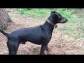 Eric the Manchester terrier in the wood の動画、YouTube動画。