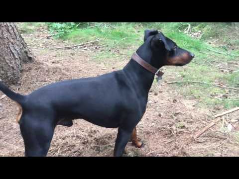 Eric the Manchester terrier in the wood