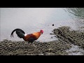 Red Jungle Fowl flying