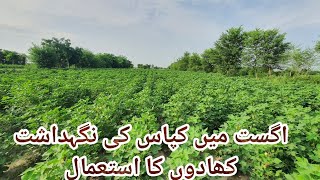 Use of fertilizers in cotton | cotton management | cotton insect pests and diseases کپاس کے مسائل