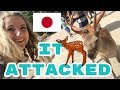 The Vlog With the Deer