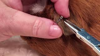 Ear Tag Removal "58" MGPR 20181002