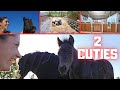 2 cuties from Johnny😎!!! Dreams come true. What a year... | Friesian Horses Part 2/3