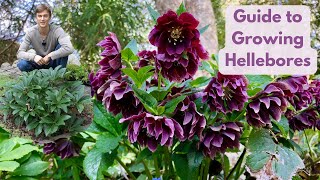 Hellebores  Complete Growing Guide  Best Evergreen Shade Perennial