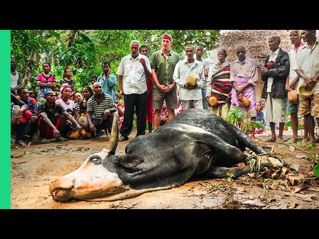 African Cow Sacrifice!!! Rare Tradition Feeds Hundreds!