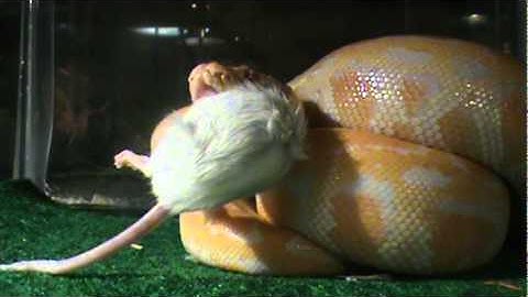 albino burmese python eats rat