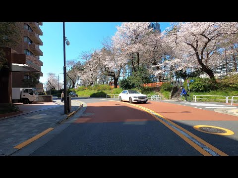 4K DRIVE JAPAN: TOKYO CHERRY BLOSSOM VIEWING - Slow TV ASMR Driving No Talking (POV) Travel World