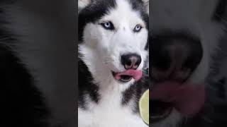 My Husky Reacts to Trying Lime! #shorts