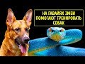 Почему на Гавайях нет змей (кроме тех, что приносят пользу)?