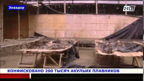 В Эквадоре конфисковано 200 тысяч акульих плавников