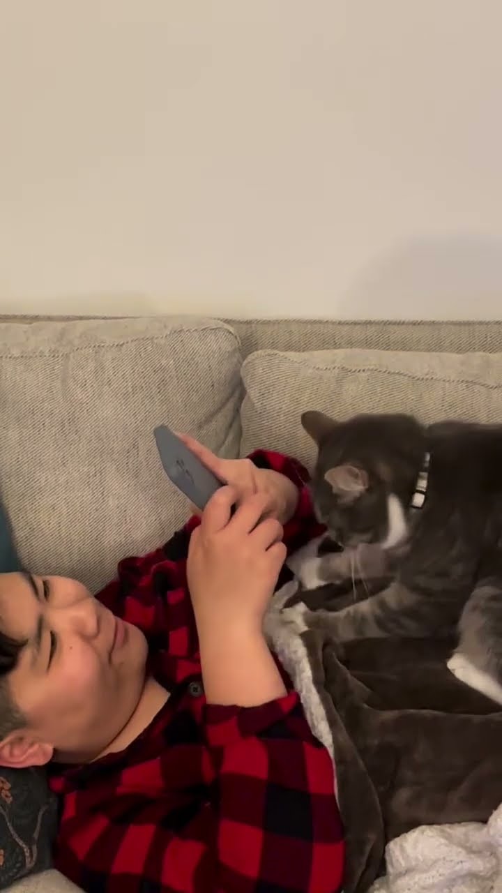 TRÈS DRÔLES LES CHATS ? ? ? ? ? ? ?
