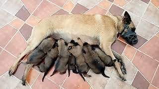 ولادة الكلبة المالينوى و تعامل معها وإياك الإقتراب منها