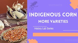 What is Indigenous Corn? Part 2: More Varieties