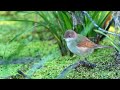 The Sound Of The Lesser Whitethroat Bird Sounds 10 Hours The Sound Of The Lesser Whitethroat Bird Sounds 10 Hours