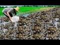 Beautiful girl catches large snails and small snails in the rice field .