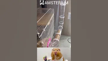 Cute hamster | Funny hamsters #11 #funnypets