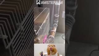 Cute hamster | Funny hamsters #11 #funnypets screenshot 1