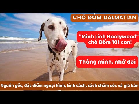 Video: Chow Chow Dogs và Hip Dysplasia