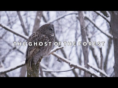 THE GHOST OF THE FOREST | OWLING Great Gray Owl | A Wildlife Photography Adventure | 7A19