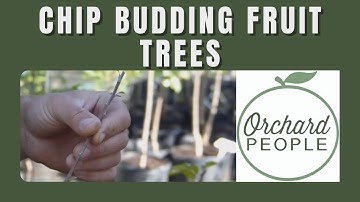 Chip budding -  How to graft an apple tree in less than a minute!
