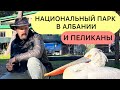 НАЦИОНАЛЬНЫЙ ПАРК АЛБАНИИ. ПЕЛИКАНЫ И ПРОЧЕЕ