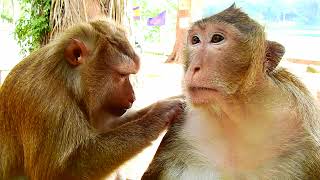 Very Lovely Big Pigtail Monkey Come To Offering Best Grooming For Big Lady Thara Monkey