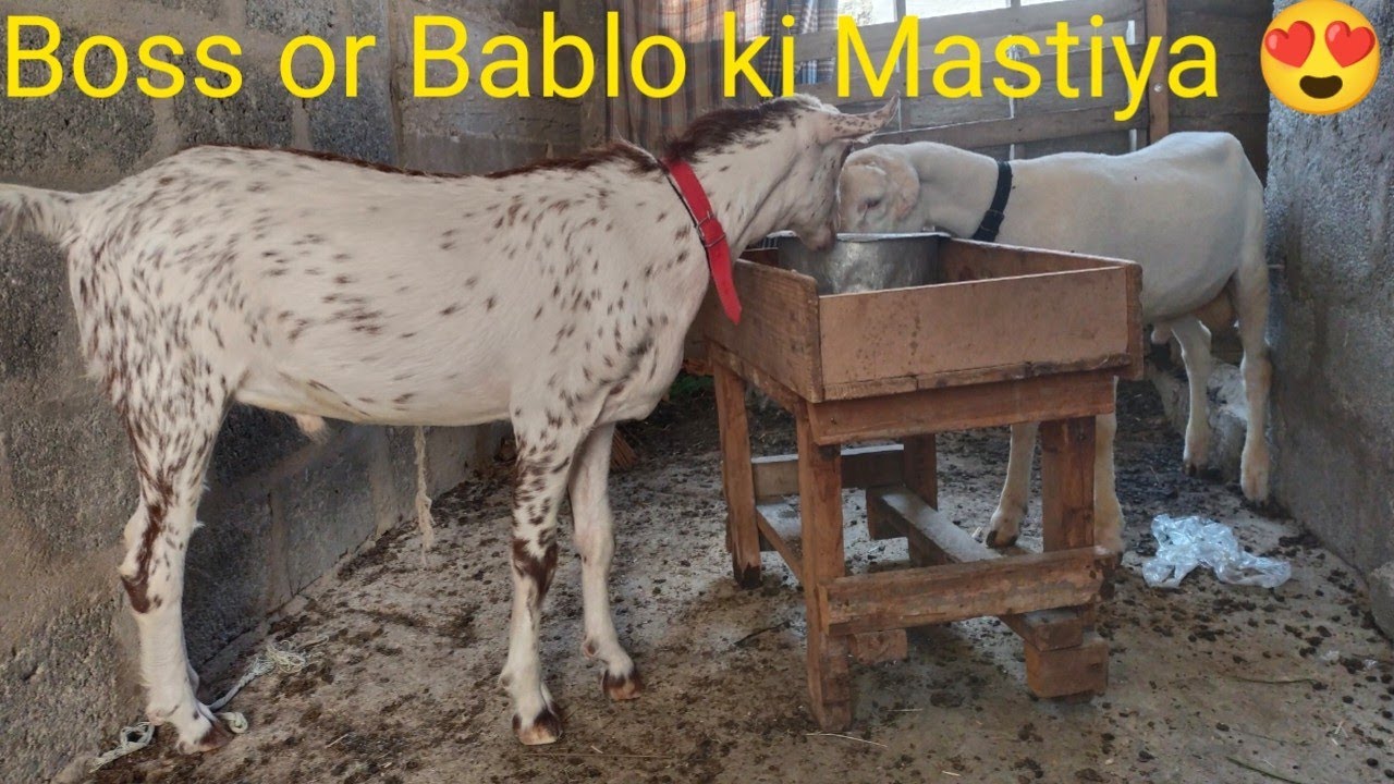 Rana Goat farm Boss or Bablo ki mastiya ||Shouq🫀||#goat #sheep - YouTube