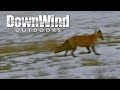 Fox Hunting with AR-15: Predator Problems (DownWind Outdoors)