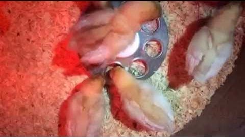 Our Spice Girls: Paprika, Saffron, Chile, Cayenne, Chipotle