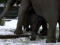 KATU com - Video - Video - Even baby elephants like the snow