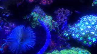 Dragonface Pipefish