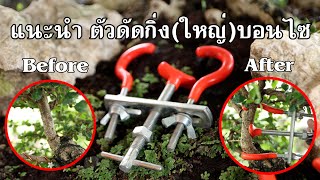 Bonsai Station แนะนำตัวดัดบอนไซ(กิ่งใหญ่) กิ่งไม่หักดัดง่าย [ตัว Jack]