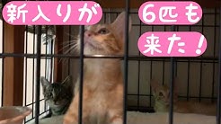 鎌倉ねこの間 Youtube