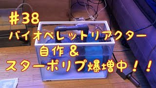 (海水魚水槽) ♯38 バイオペレットリアクター自作＆スターポリプ爆増中！