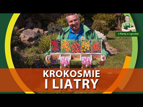 Wideo: Uprawa Liatris w pojemnikach – porady dotyczące sadzenia Liatris w doniczkach