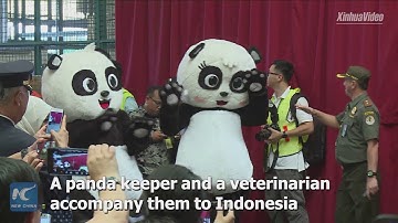 Here they are! Pair of giant pandas arrive in Indonesia