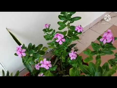 Video: Pieaug Periwinkle Vai Rozā Catharanthus