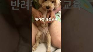 예절교육이 필요한 시기 #강아지 #애견영상 #puppy #동물농장강아지 #강아지쇼츠 #반려견 #도그독 #강아지브이로그 #동물키우기 #말티푸