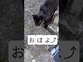 人語で挨拶する猫様 #挨拶#おはよう#猫#Short