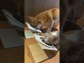 たくさんのフォロワーさんにお会いできて愛犬達も大満足😋