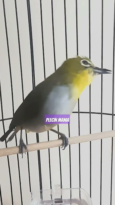 Pleci Buxtoni Nembak Wit Wit Sejalur. Gacor