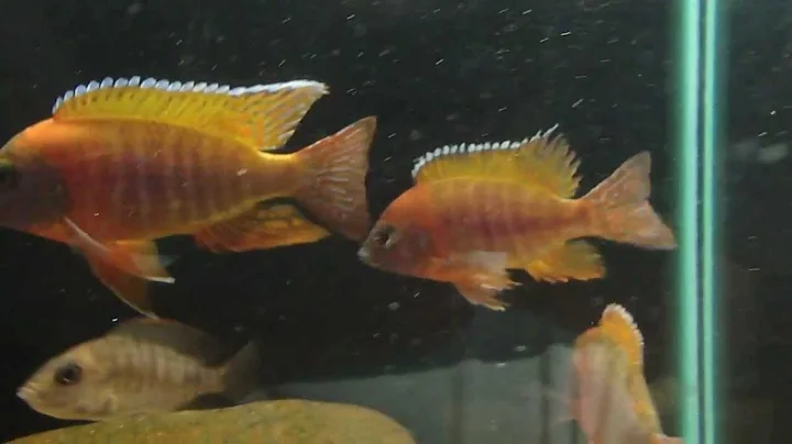 Ruben Peacock Cichlid