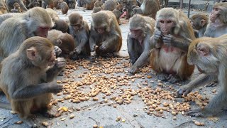बंदरों को चना खिलाते हुए /🐒♥️ monkey eating chana vlogs 🐒🔥🚩 Bandar chana khate hue 🐒♥️🔥🥰🙏👍