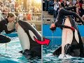 Day A Dolphin killed Jessica Radcliffe | Full Story& Original Video