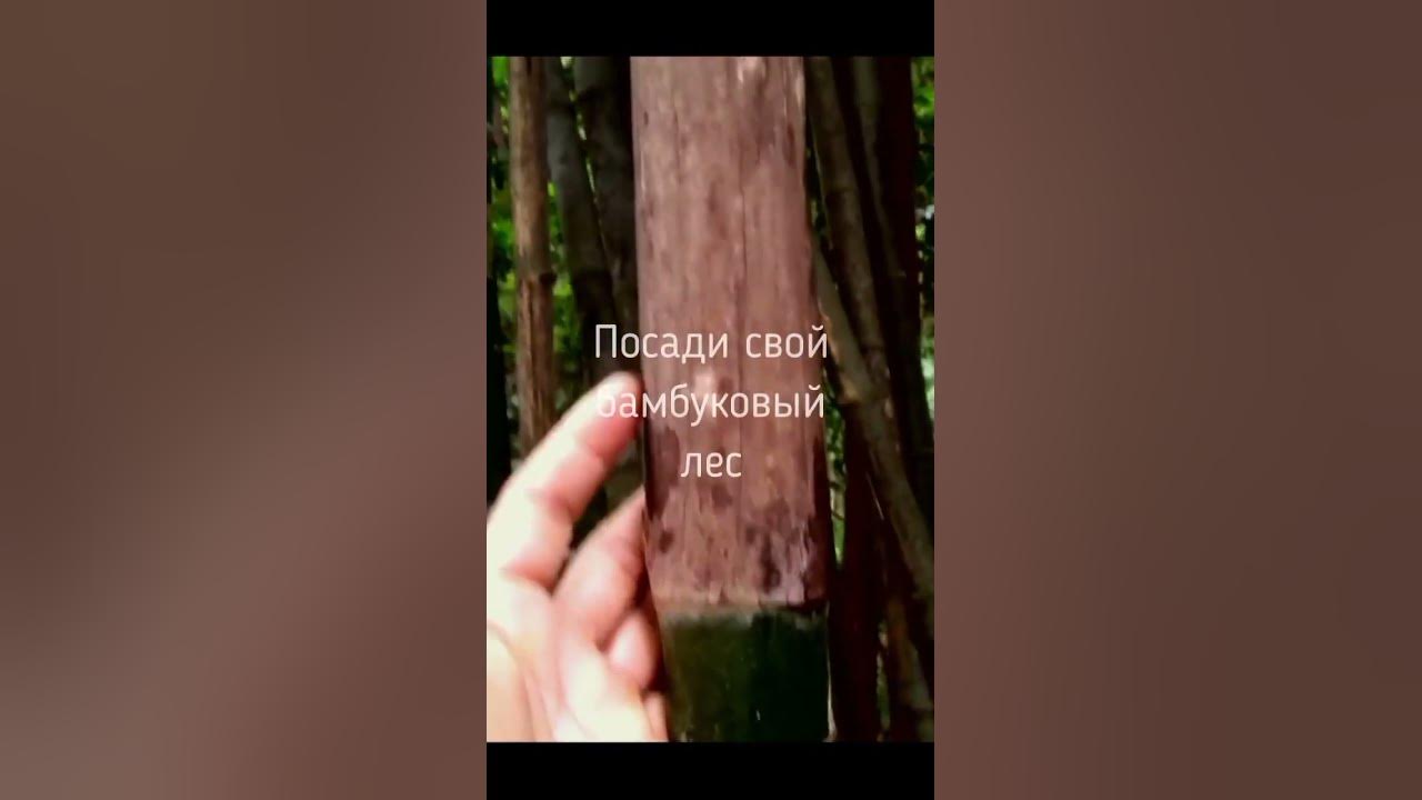 Бамбук гигантский - YouTube