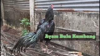 AYAM BK HITAM KUMBANG PUKUL DOR